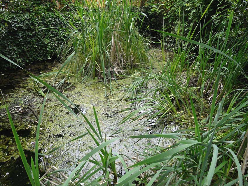 Triturus alpestris apuanus sulla Collina Torinese